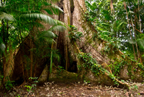 Klimaschutz REDD APD PROJEKT Klimaschutz REDD APD PROJEKT